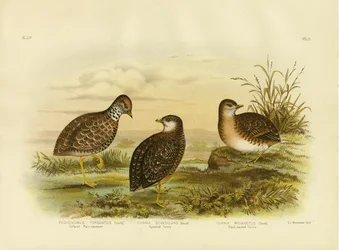 Kragenflachläufer oder Flachlandläufer, 1891